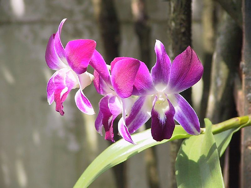 Beautiful Orchid