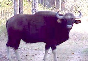 Assam Wild Buffalo