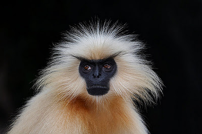 Golden Langur